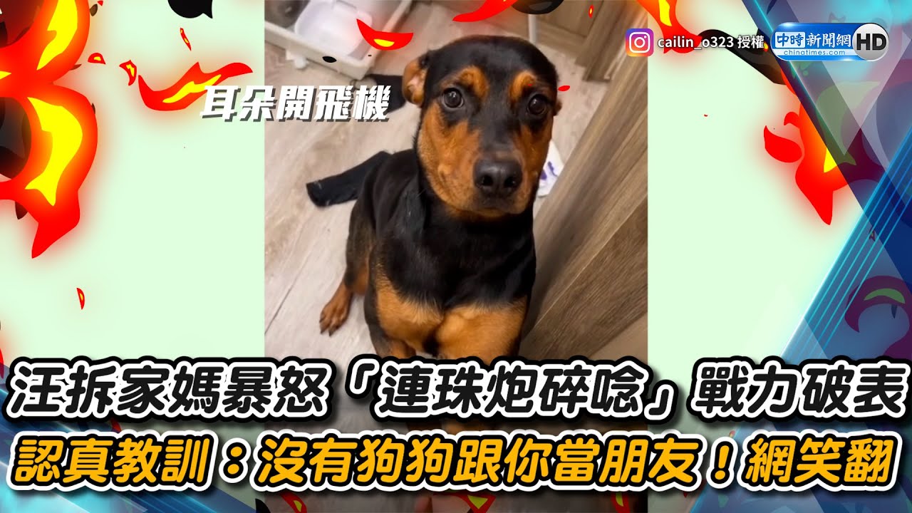 汪拆家媽暴怒「連珠炮碎唸」戰力破表！　認真教訓：沒有狗狗跟你當朋友！網笑翻｜觸咪