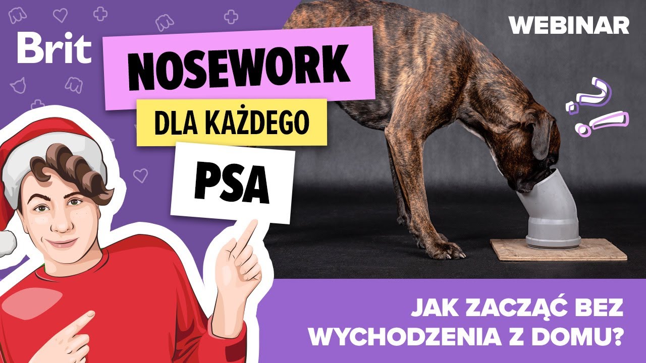 WEBINAR: Nosework dla każdego psa &ndash; jak zacząć bez wychodzenia z domu?