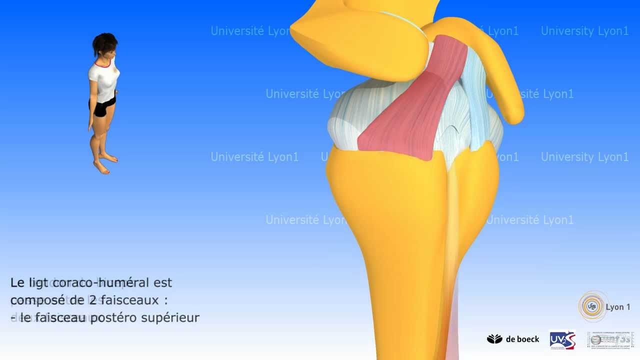L'articulation gléno-humérale
