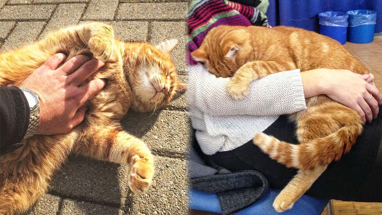 Every Day, Cat Visits The University To Give Students Cuddles