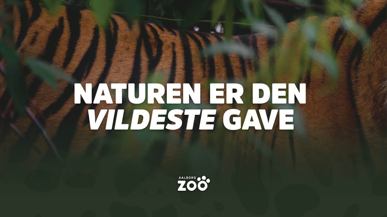Aalborg Zoo | Naturen er den vildeste gave