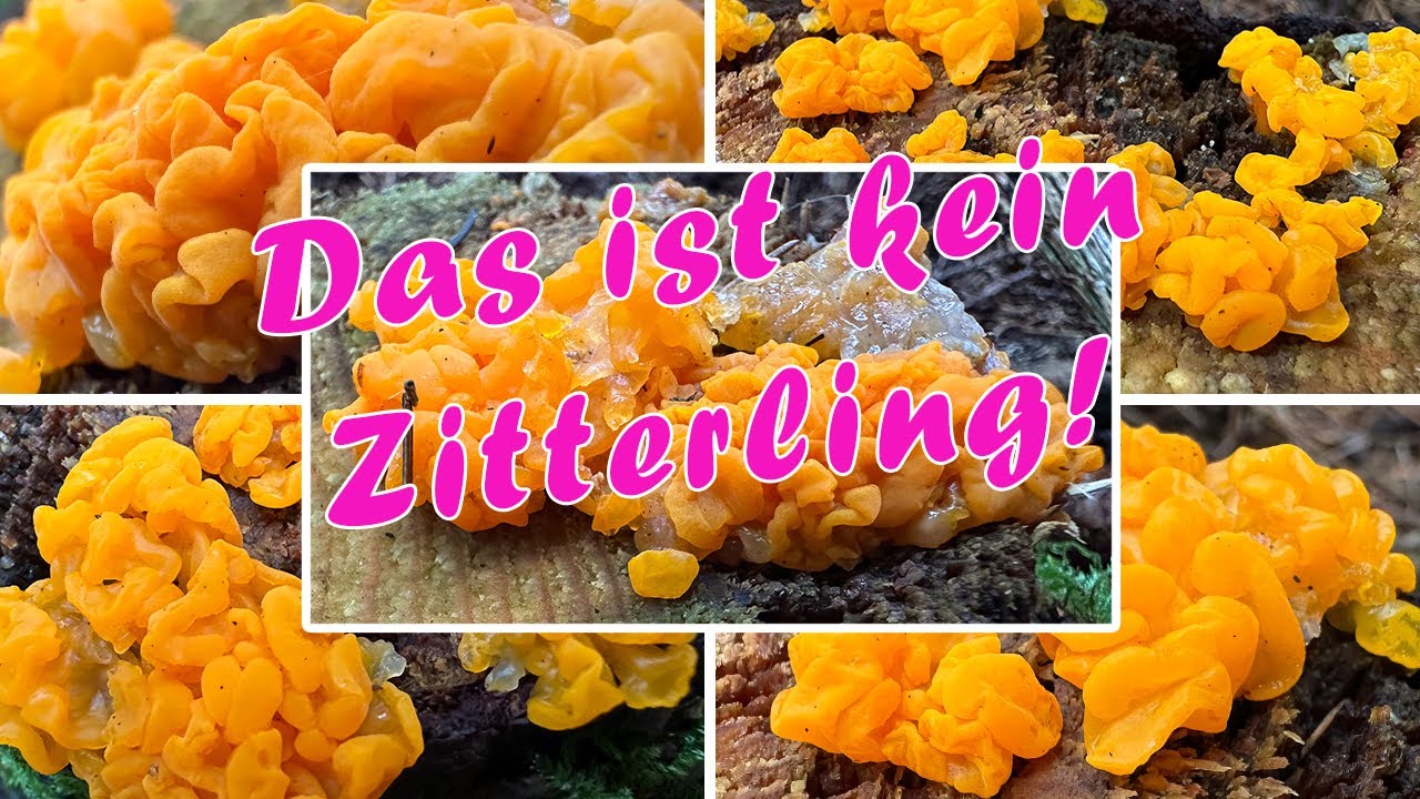 Riesengallerttr&auml;ne oder Goldgebler Zitterling? Gro&szlig;e Gallerttr&auml;ne essbar? Dacrymyces chrysospermus