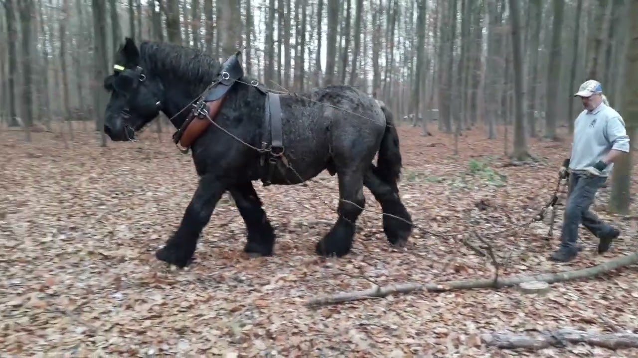 Débardage au cheval en forêt de Soignes