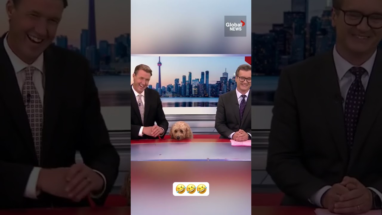 Storm the weather dog spits up treat during a live news broadcast in Toronto😂😂😂🦮