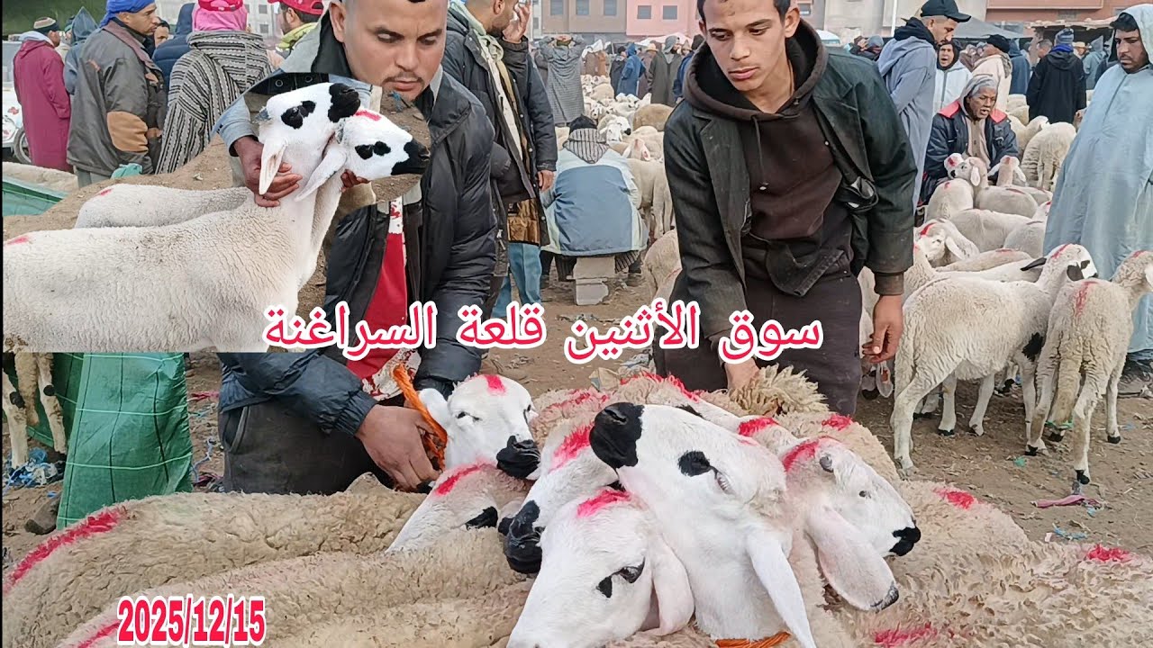 أجي تشوف سوق الأثنين قلعة السراغنة بتاريخ 2025/12/15 مع أتمنة خروف وخروفة 🐏🇲🇦🐑