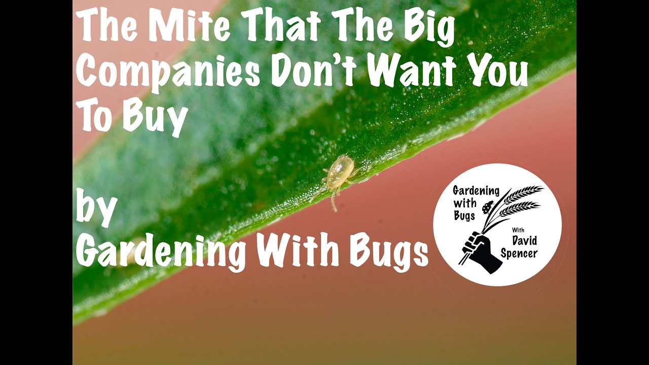 The Mite That The Big Companies Don't Want You To Buy