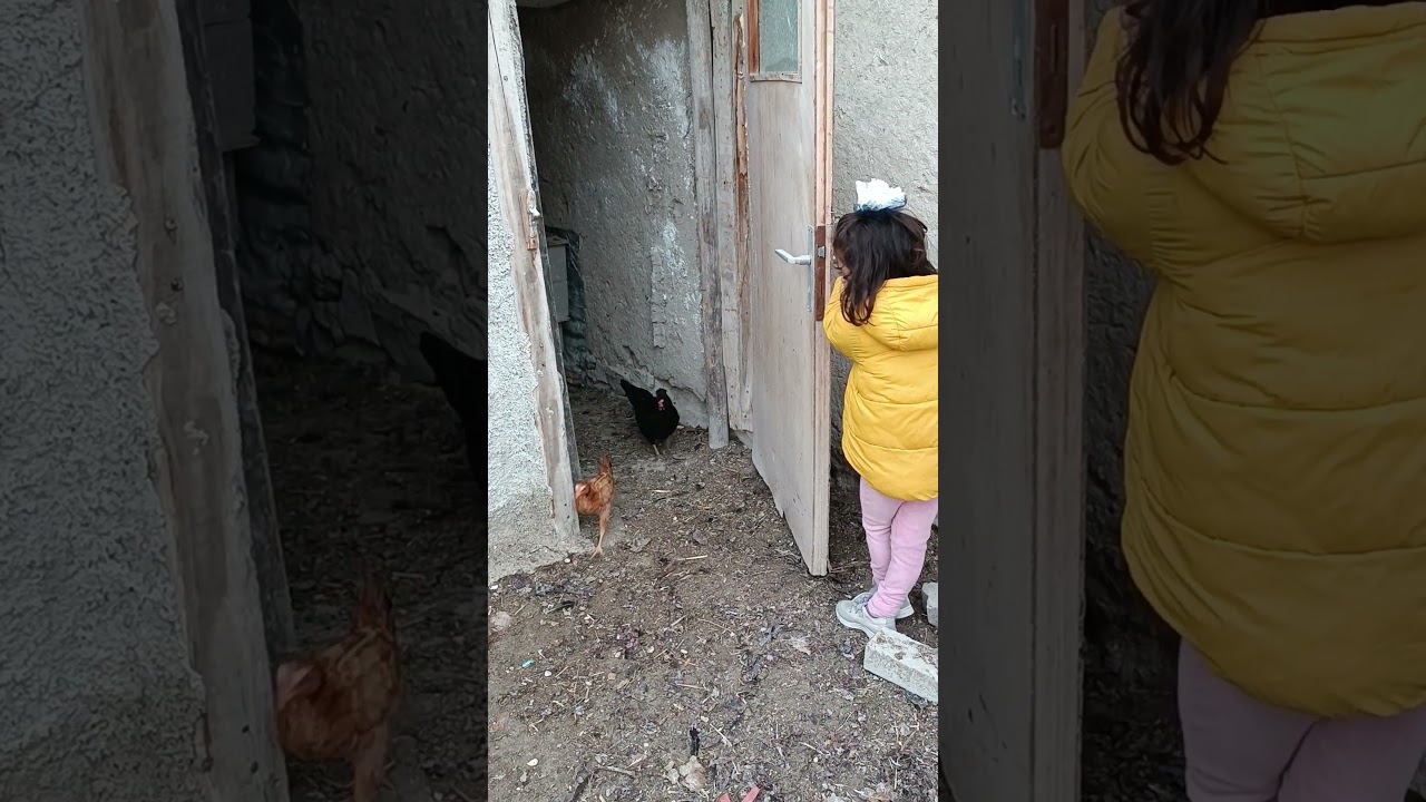 şaşkın tavuklar merhaba 🥚🐤🐔#&ccedil;ocuk #keşfet #k&ouml;ydeyaşam #tavuk #story #chicken #children #cat #dog