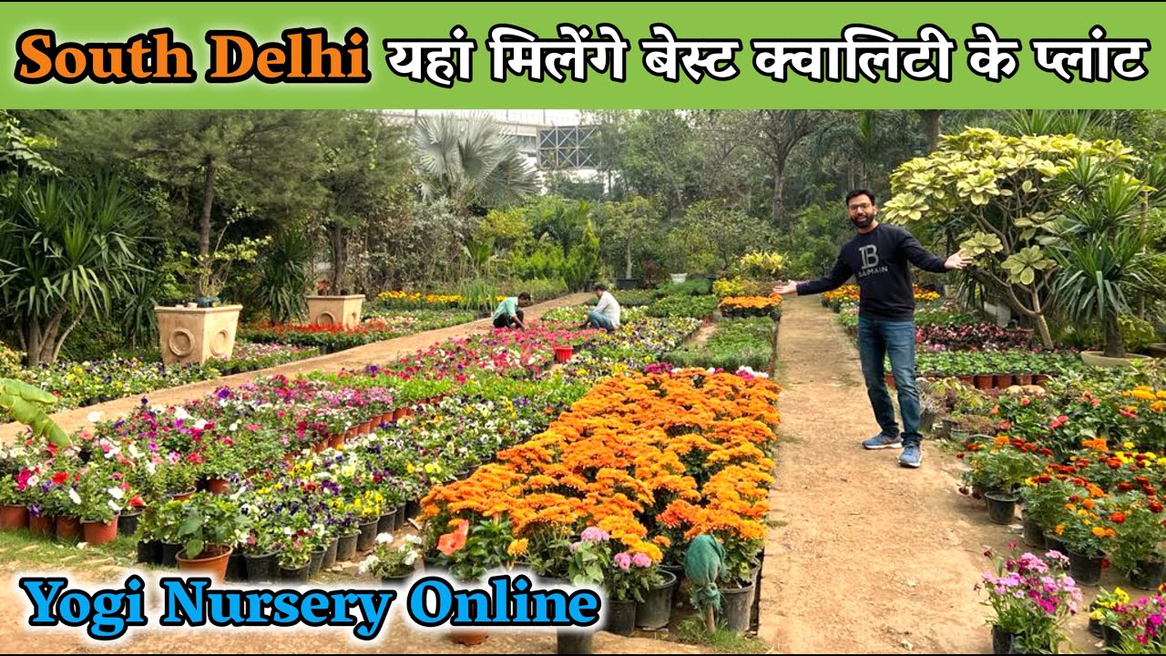 South दिल्ली की Best Plant Nursery यहां मिलेंगे बेस्ट क्वालिटी के प्लांट और  Pots YOGI Nursery