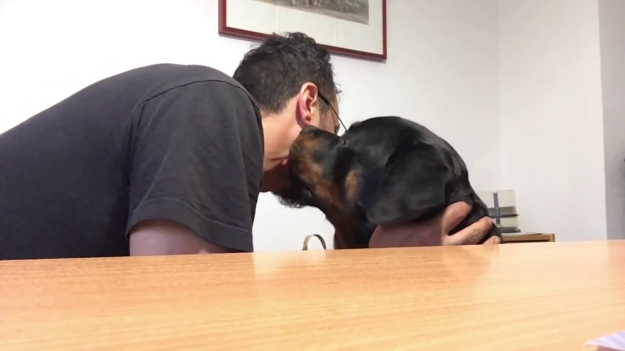 Rottweiler Tyson growing up from 4 weeks to 11 months.