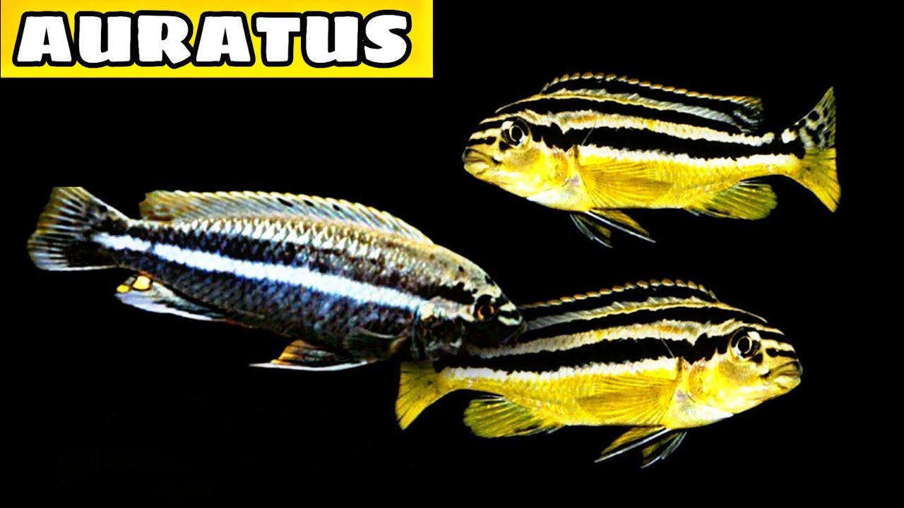 MELANOCHROMIS AURATUS - VAMOS FALAR DE ESPÉCIES? #023