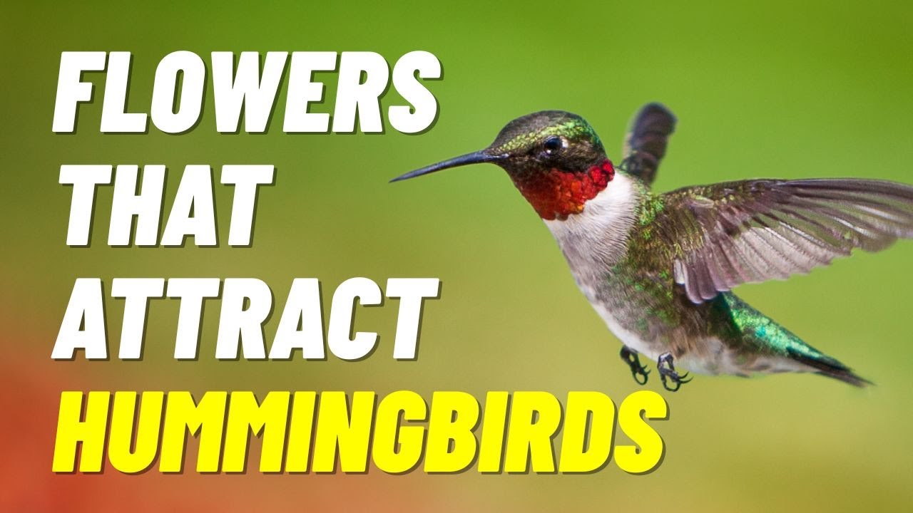 Flowers That Attract Hummingbirds (7 Picks for Your Garden)