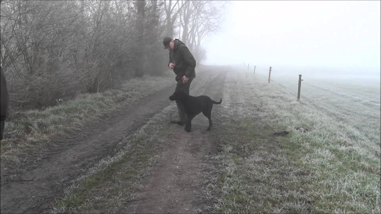 Just a curly coated retriever