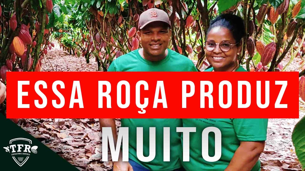 A ROÇA DELES É UM ESPETÁCULO #cacau