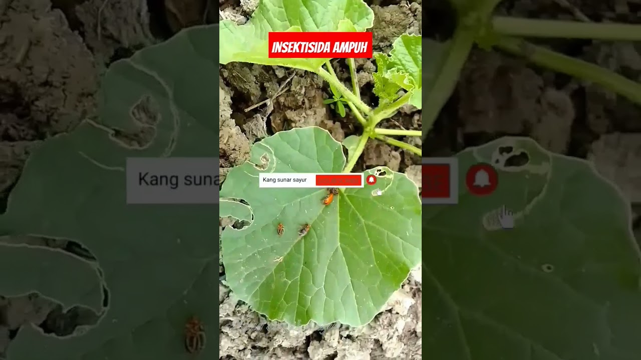 Obat untuk hama Oteng oteng paling ampuh