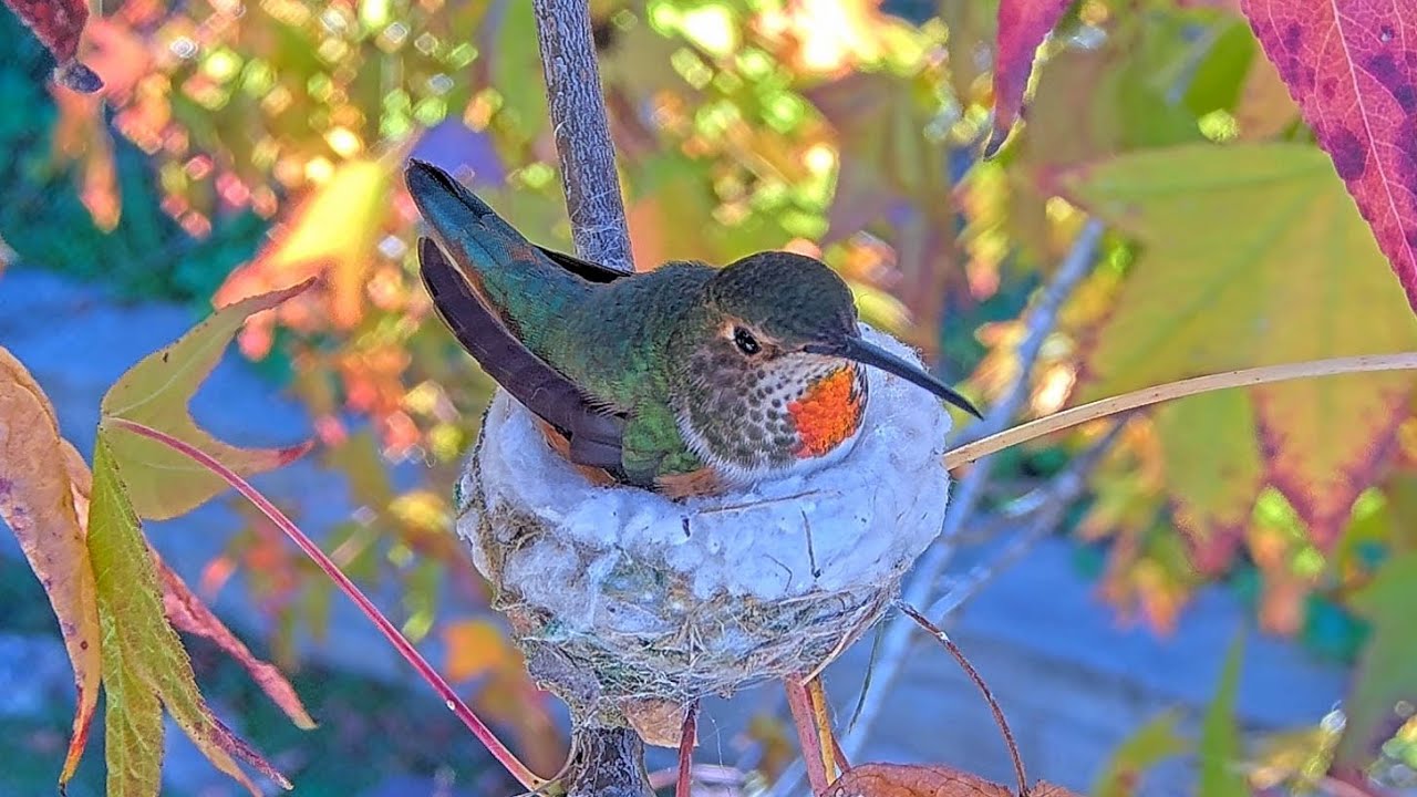 Jewel the Allen’s Hummingbird Incubates Her Two Eggs - Dec 29 #nest #hummingbirdsnest #hummingbird