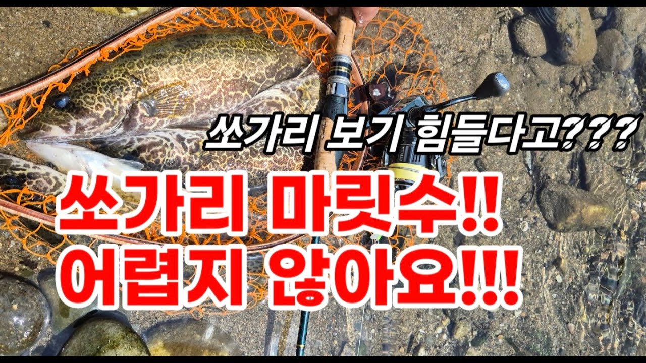 단양 쏘가리 낮방도전?!!! 낮방 마릿수 성공!!