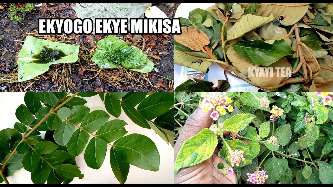 Wegobeko Ebisirani Olutwe Eddagala Lirino Ekyogo Ekye Mikisa Tangaza Emikisa Gyo