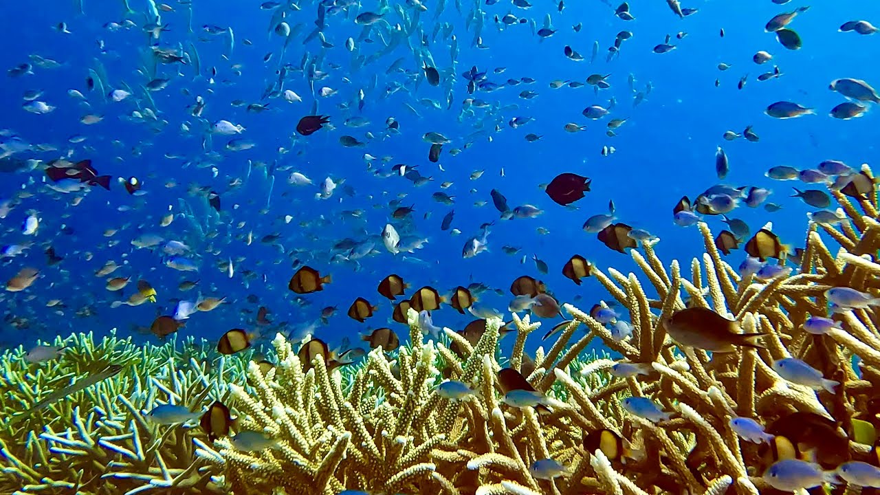 Wakatobi Resort Dives @ a abdat