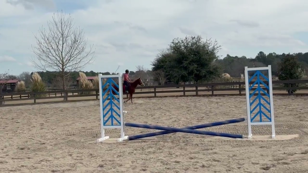 Sid, crossbred gelding for sale