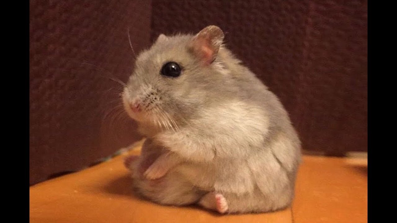 Tamed Winter White Dwarf Hamster | &hearts;wukong_qq&hearts;