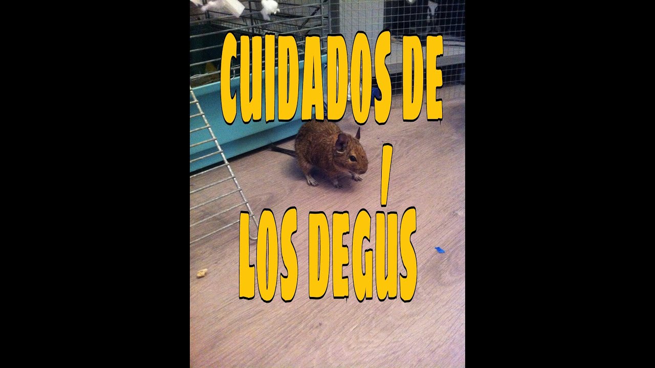 cuidados de un deg&uacute;