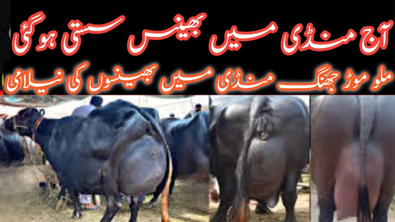 Today Malomur Mandi Jhang || Beutifull Buffalo Fresh Rates Fresh Updates 2025 || Jhang Janwar Mandi