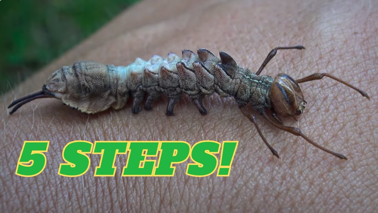 HOW to BREED the LOBSTER MOTH in just 5 STEPS!
