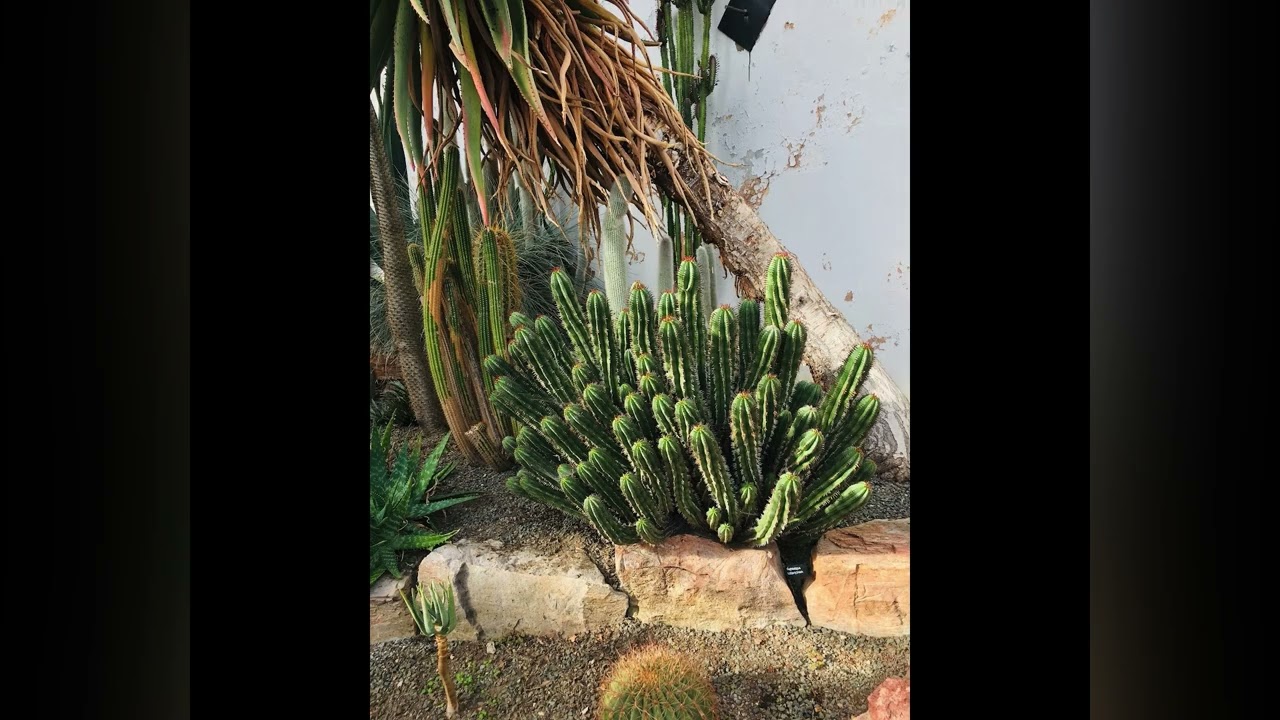 Cacti 🌵 Torre Abbey Torquay 