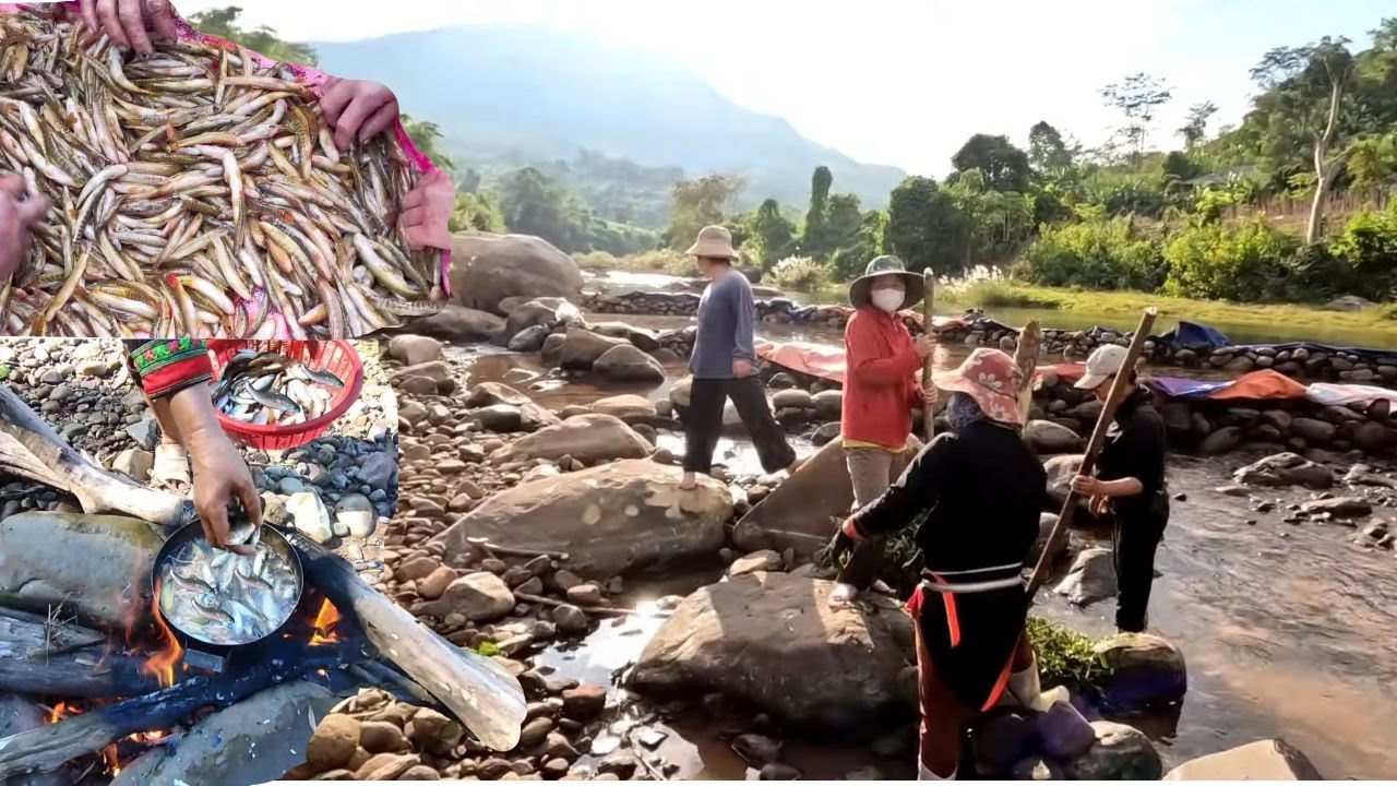 Chặn cả dòng suối kiếm cá suối trên thượng nguồn, kiếm ăn mùa Đông lạnh | Nhiệt Đới Vlog