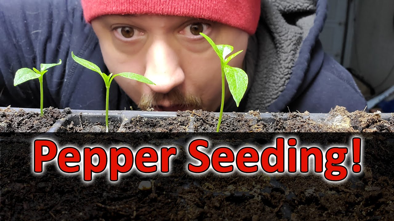 Starting Pepper Seeds Indoors - How, When, and Why! Part 1 of 3