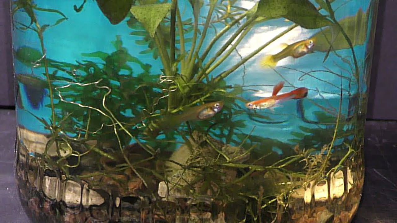Guppy Behavior Myths and Realities