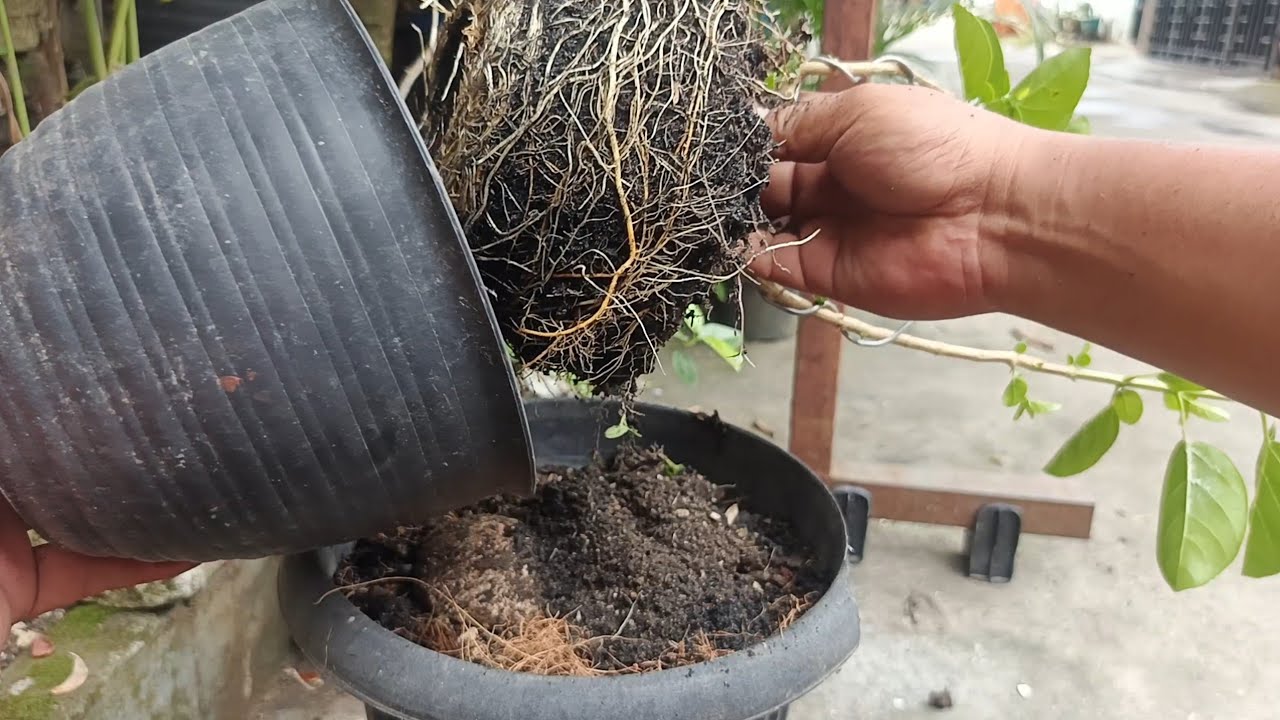 The cuttings of premna plants to be made into bonsai
