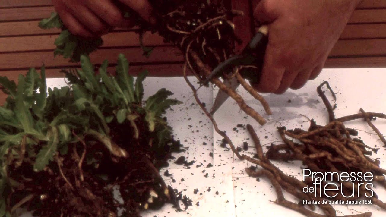 Bouturer un Pavot, video pour le jardin