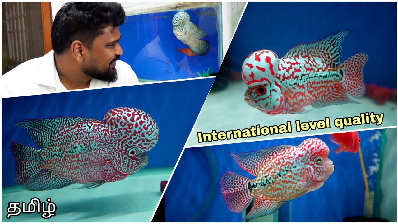 interview with Flowerhorn hobbyist | தமிழ் | comepetion grade kamfa's