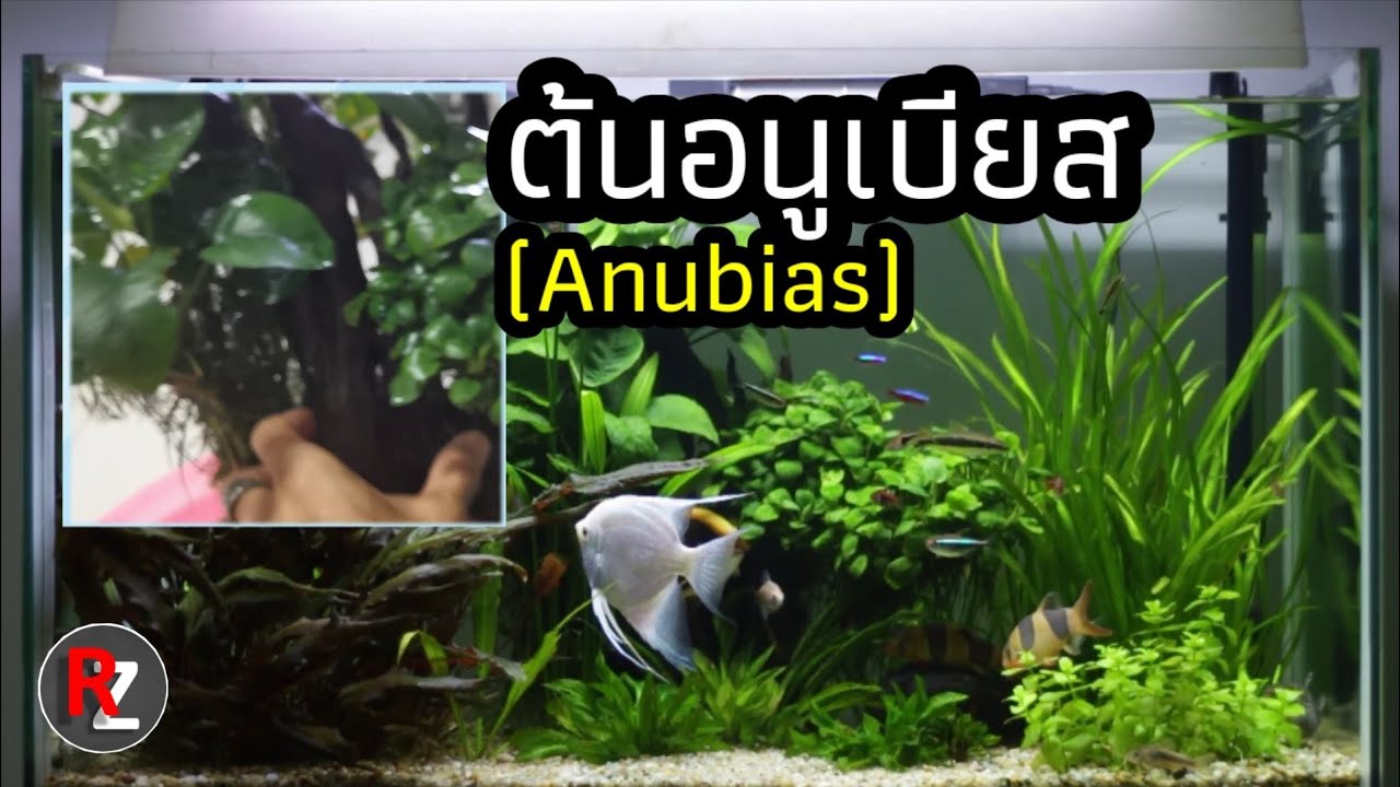 #RayZingAquarium EP9 อนูเบียส (Anubias)