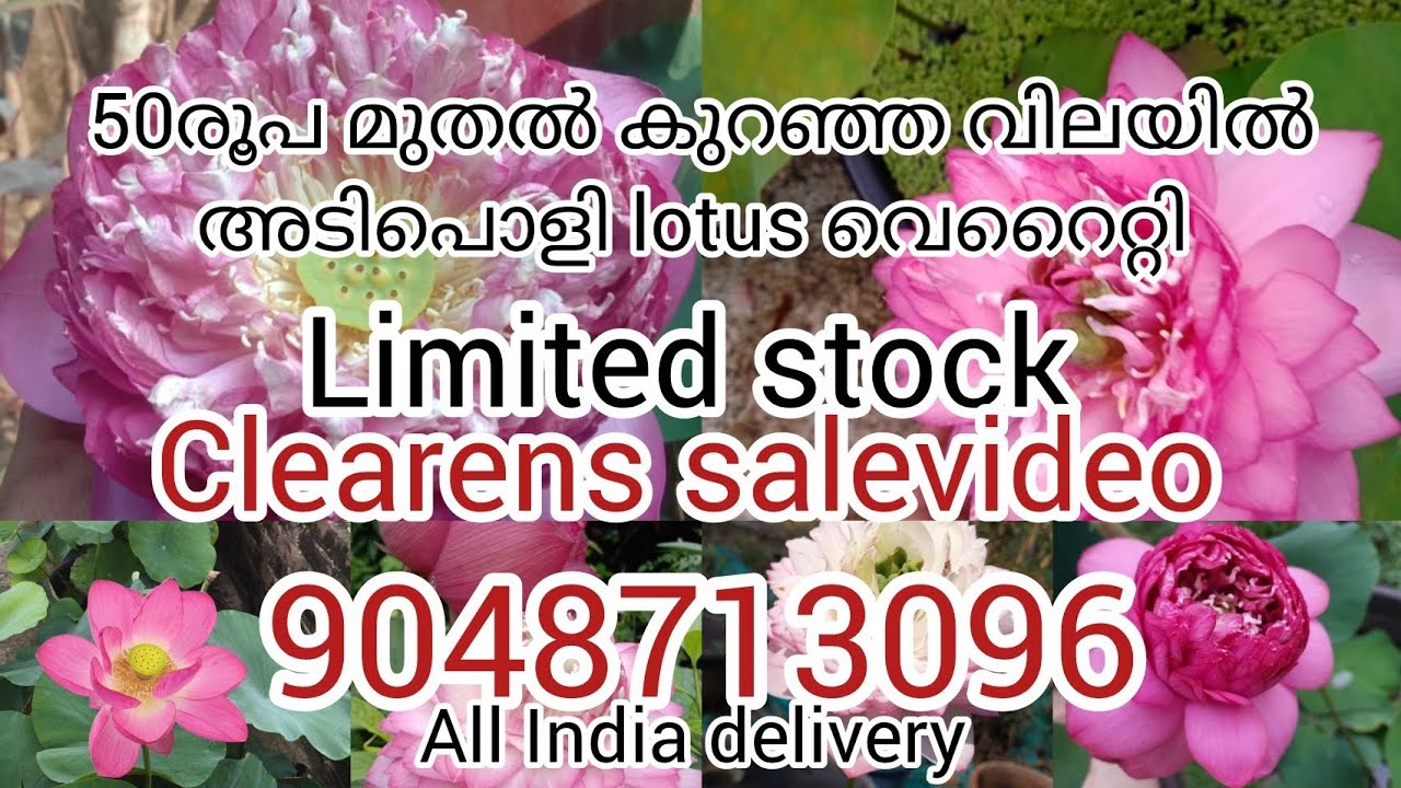 50 രൂപ മുതൽ കുറഞ്ഞ വിലയിൽ lotustuber സെയിൽ video/clearens sale video /9048713096