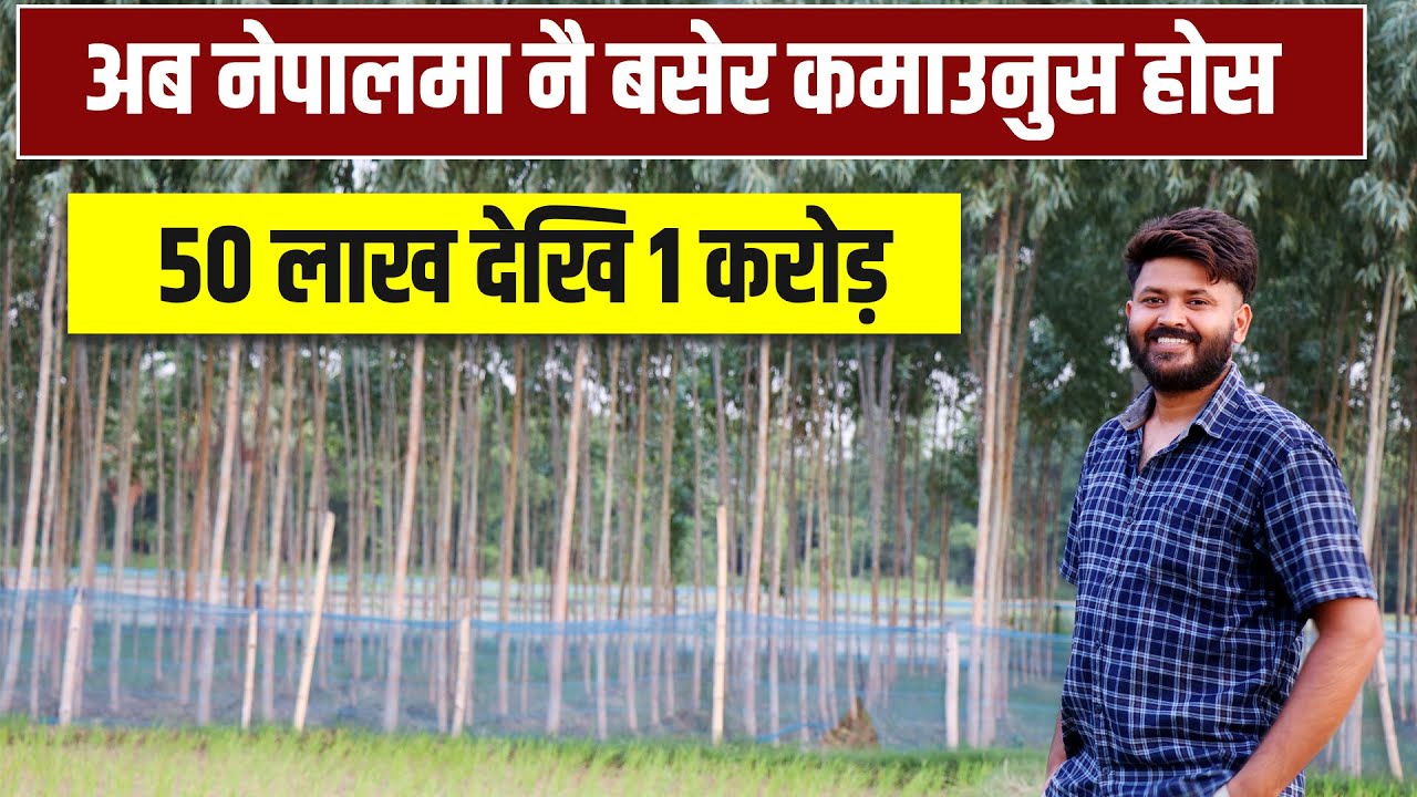 सपेता को खेती - Eucalyptus tree farming || Business in Nepal || Tulla Village Life