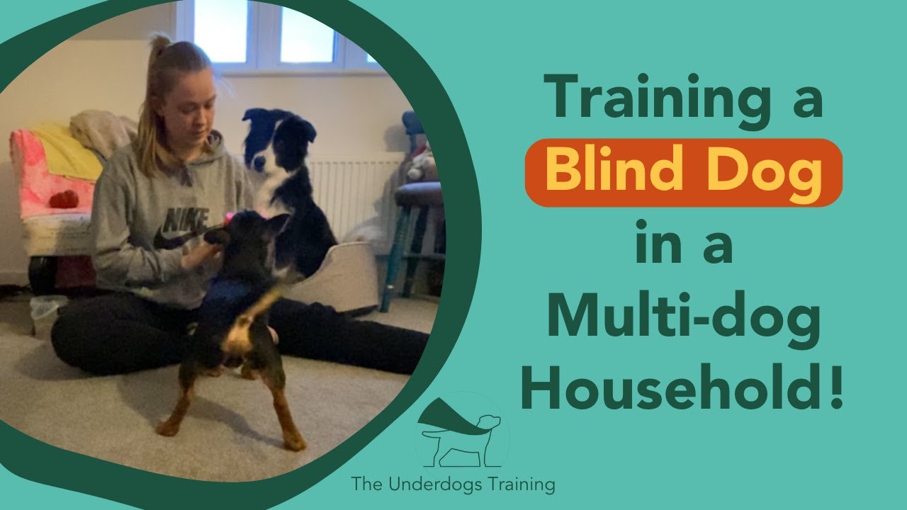 Training a Blind Dog in a Multi-dog Household!