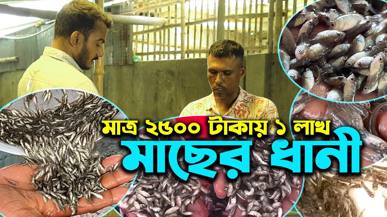 মাত্র ২৫০০ টাকায় ১ লাখ মাছের ধানী পোনা | মাছের পোনার দাম | উদ্যোক্তার খোঁজে