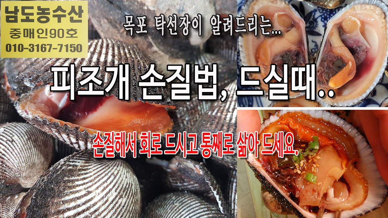 맛있는 피조개 손질법, 이렇게 드세요. (목포 남도농수산 탁선장 010 3167 7150. 010 9871 0441)