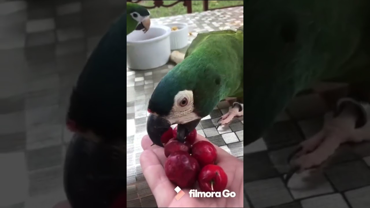 Arara Canind&eacute; Arara Maracan&atilde; e Arara Nobilis