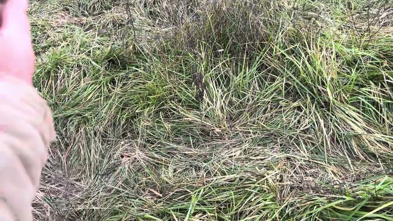 Winter stockpile strip grazing practice explained in detail.