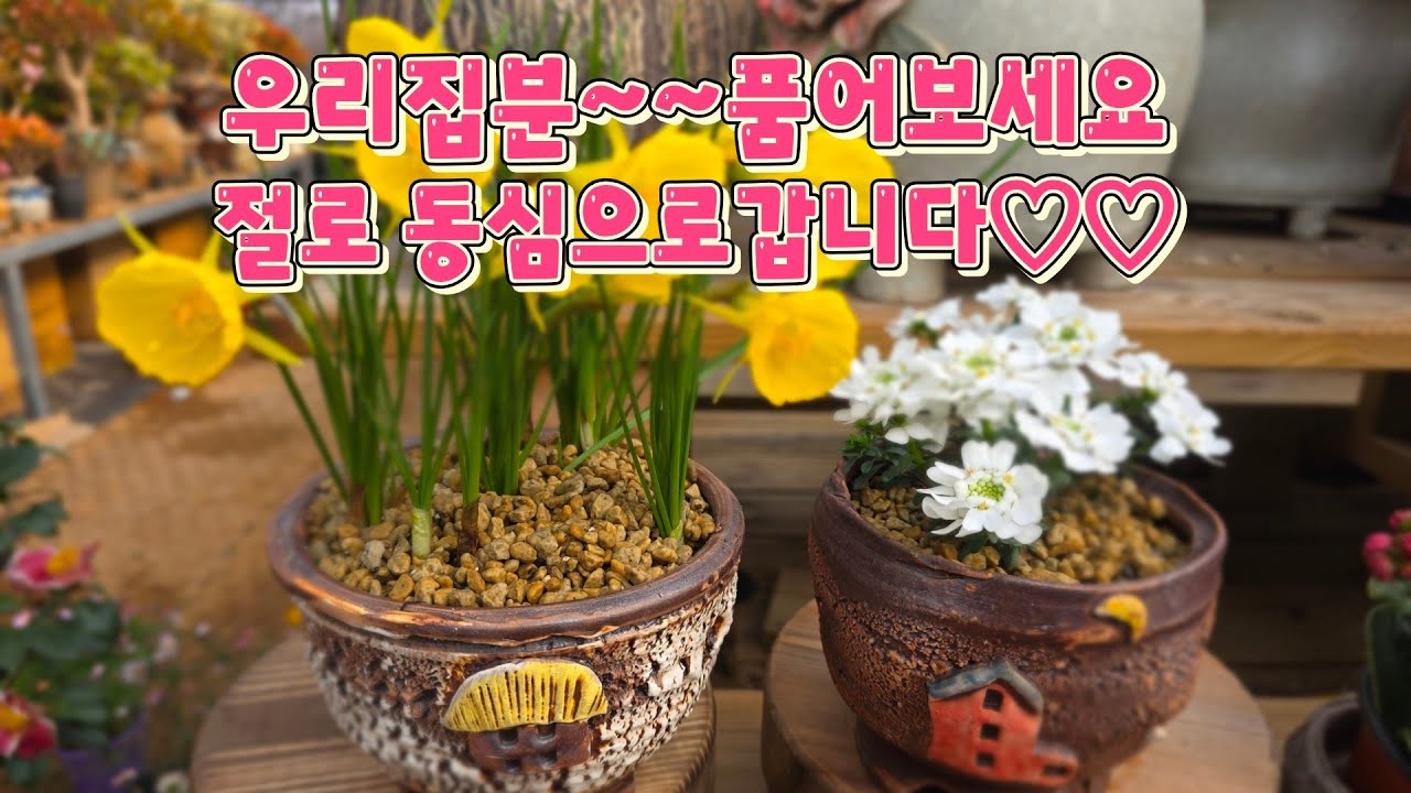 우리집분 새롭게  입고되었습니다  010-5000-4336
