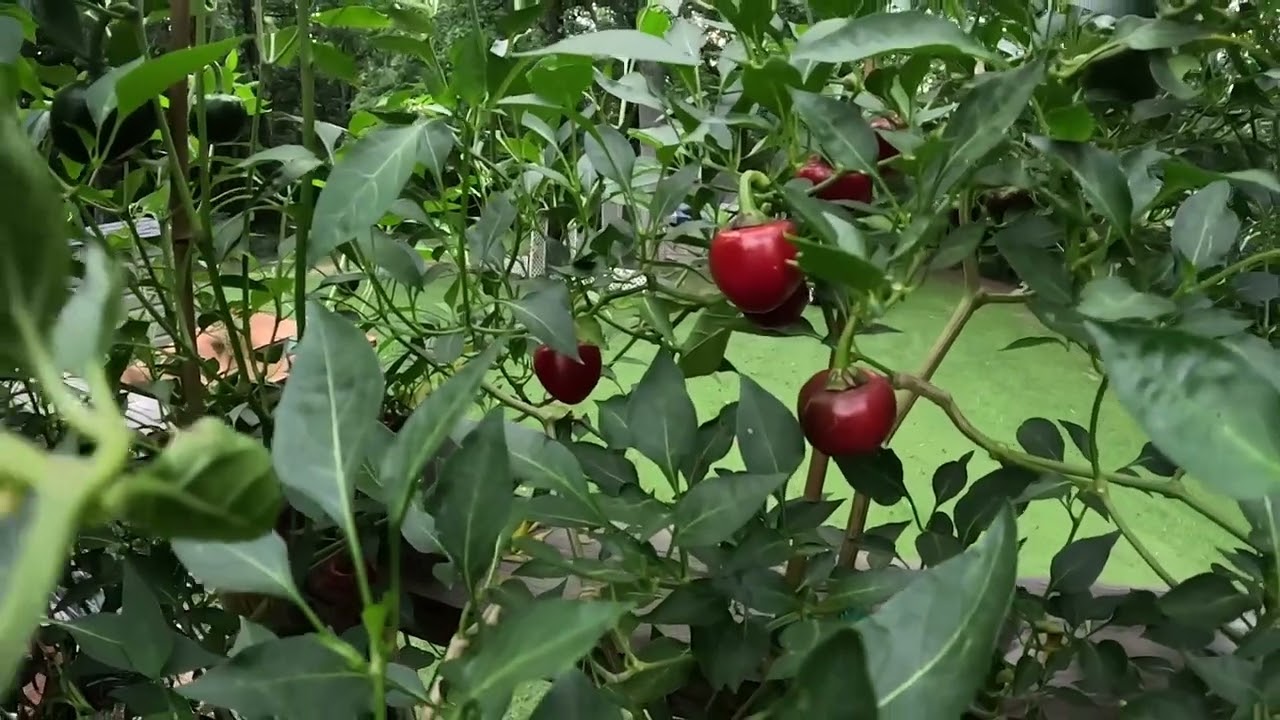 Cascabel Pepper