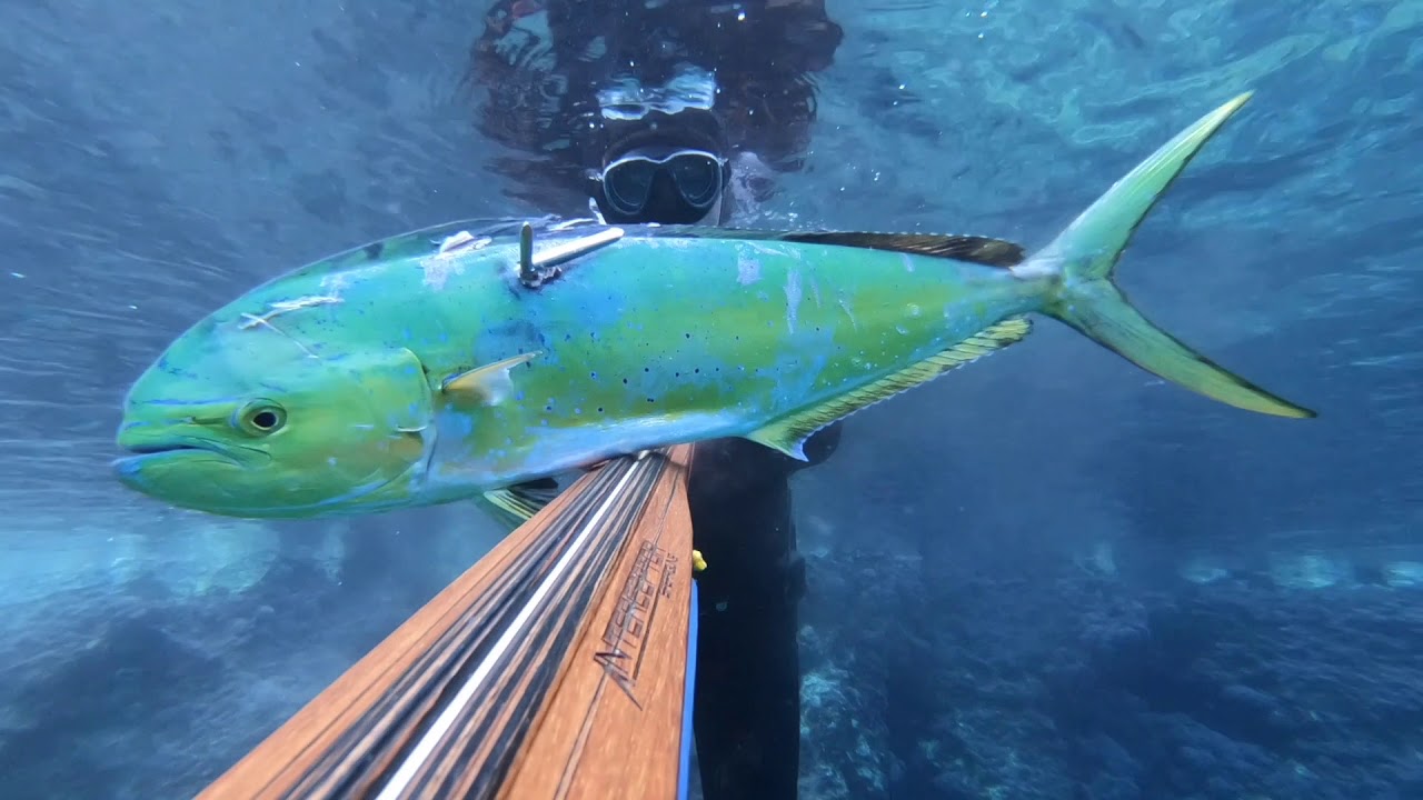 Spearfishing october 2019 Slano