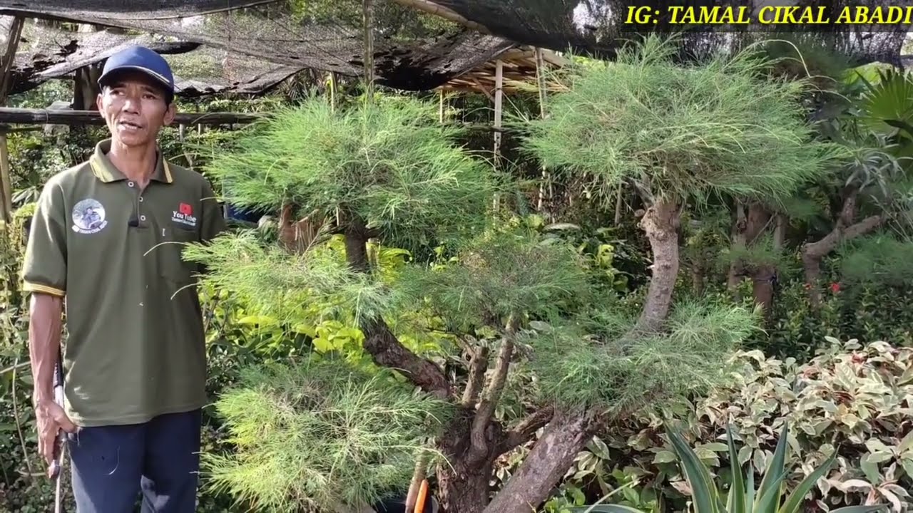 CARA MERAWAT TANAMAN BONSAI CEMARA UDANG AGAR RIMBUN !!