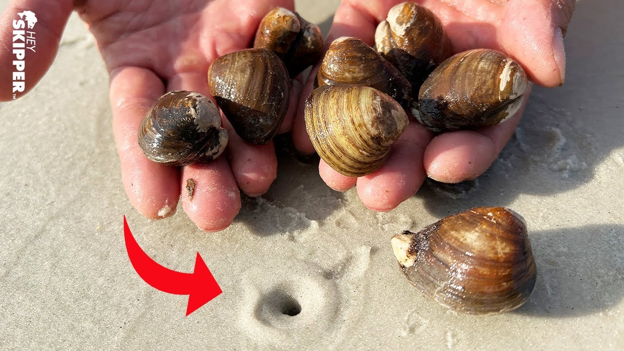 Catching Clams for Surf Fishing Bait! (Pompano Fishing Catch + Cook)