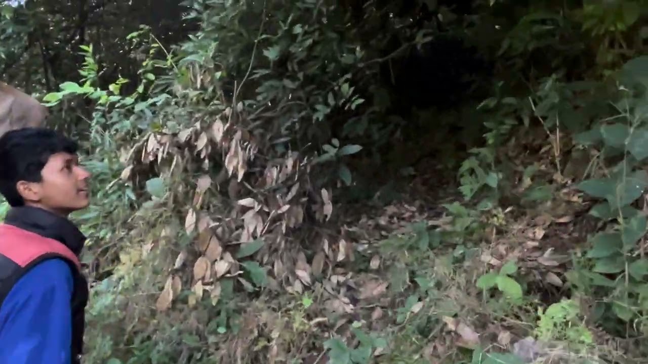 पैसा फल्ने रुख हेर्न र लिन जादै। 