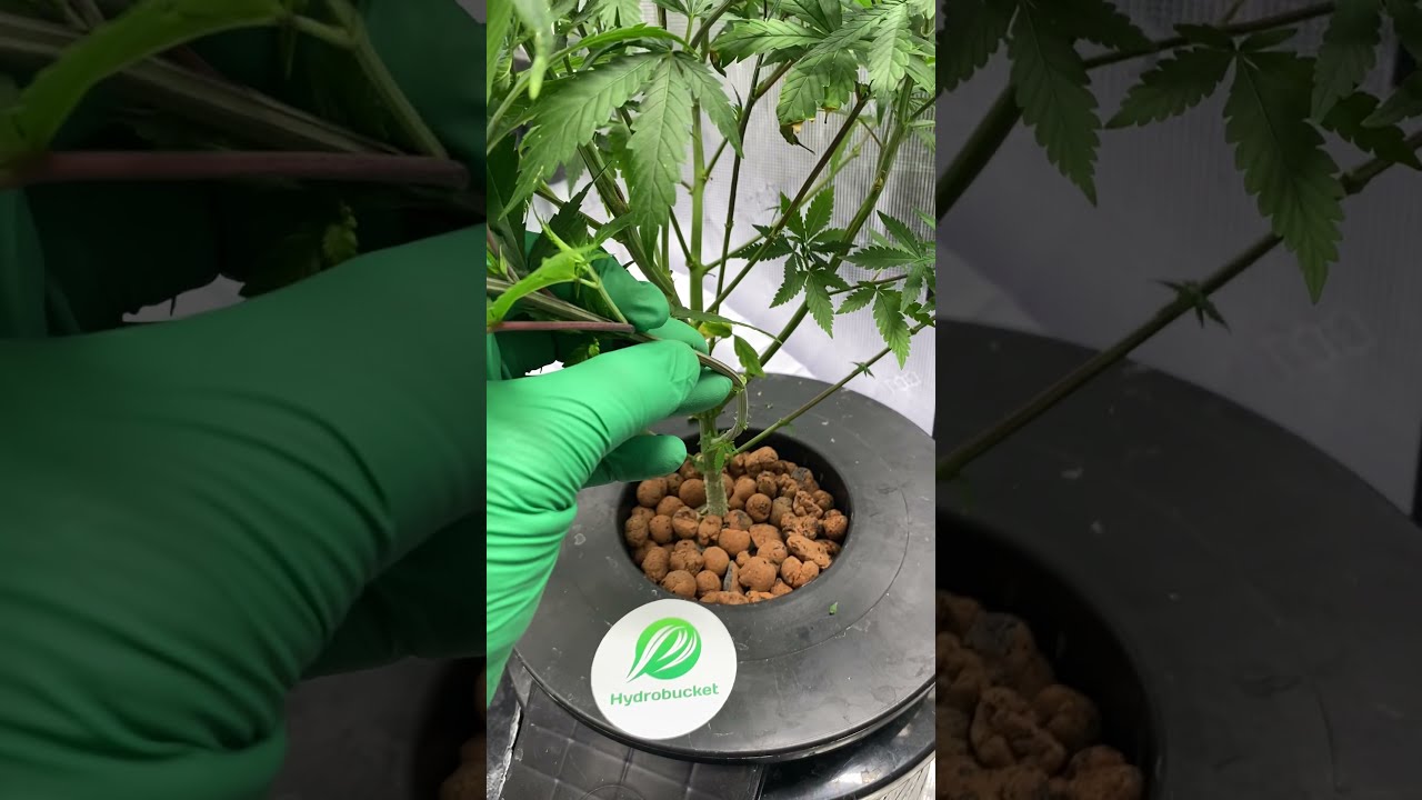 Preparing a clone