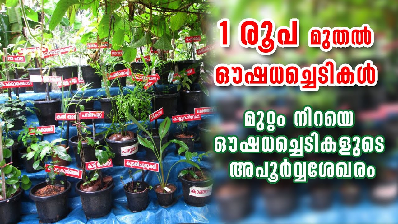 ആയുര്‍വേദ ചികിത്സയ്ക്ക് ഉപയോഗിക്കുന്ന അപൂര്‍വങ്ങളായ ഔഷധച്ചെടികള്‍ സംരക്ഷിക്കുന്ന ​ഗോപു കൊടുങ്ങല്ലൂർ